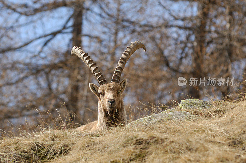 高山山羊 (Capra ibex)